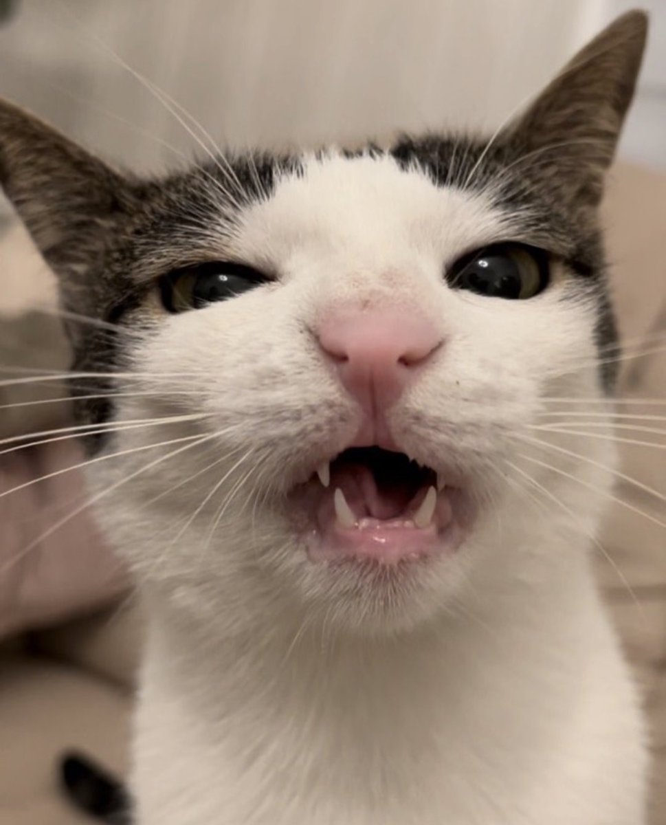 CatsSuperiority's tweet photo. Like humans, cats can develop tartar on their teeth which can lead to gum disease and tooth decay and other feline diseases. To keep their teeth clean, make sure to schedule a meeting with a vet at least once a year.

📸 monkeycatluna | Instagram
#cats #cute #pets #cat #Tips https://t.co/0Bkg0cTDAQ