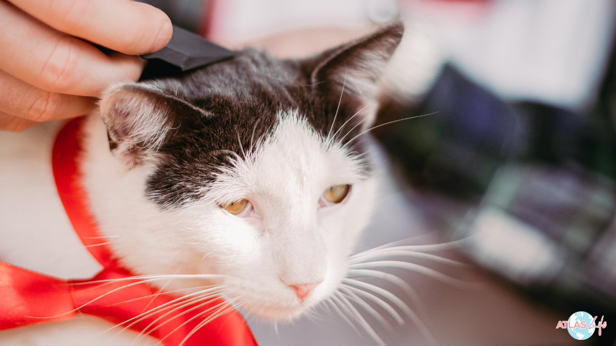 AtlasLife2's tweet photo. Caring for and training an emotional support animal requires a lot of work, attention to detail, executive functioning, and offers a break from whatever disruptive thoughts or behaviors that are taking place in one's life (anxiety, depression, anger, learning disabilities, etc.). https://t.co/k5WyxBOuMf