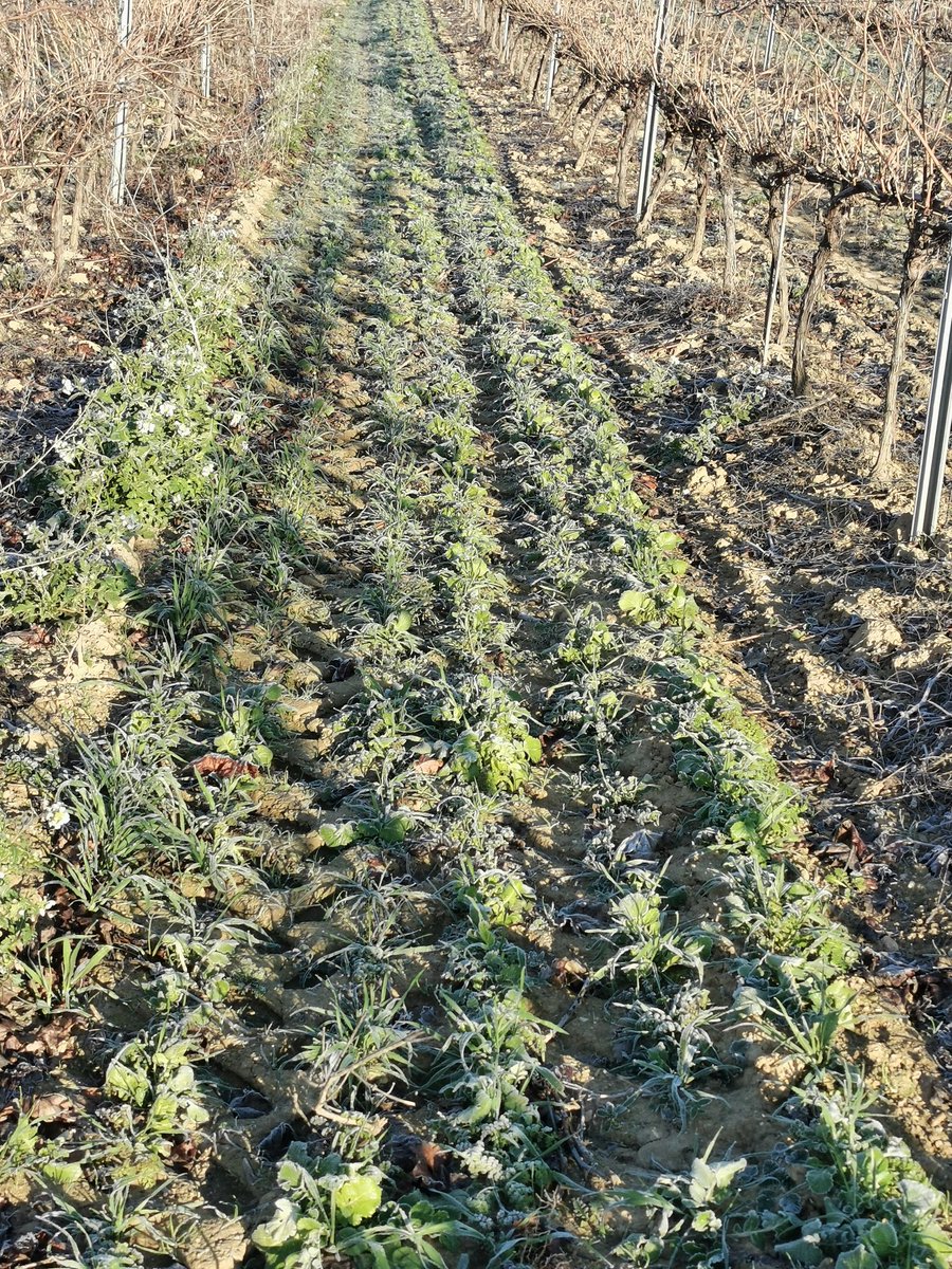 Lopez_Sebas_'s tweet photo. Visite ce matin de notre plate-forme enherbement @perislanguedoc #vigne #biodiversity #viticulture @VilleDeBeziers https://t.co/crZ5UCLNwq