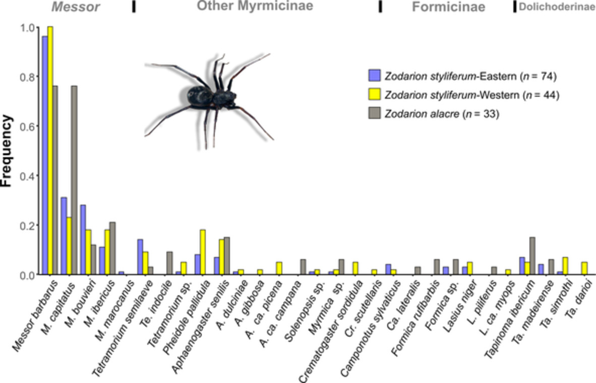 Gut content metabarcoding of three widespread Iberian ant-eating spiders reveals specialisation on the same abundant harvester ants  #arachnology #entomology #antresearch #metabarcoding onlinelibrary.wiley.com/doi/10.1111/ee…
