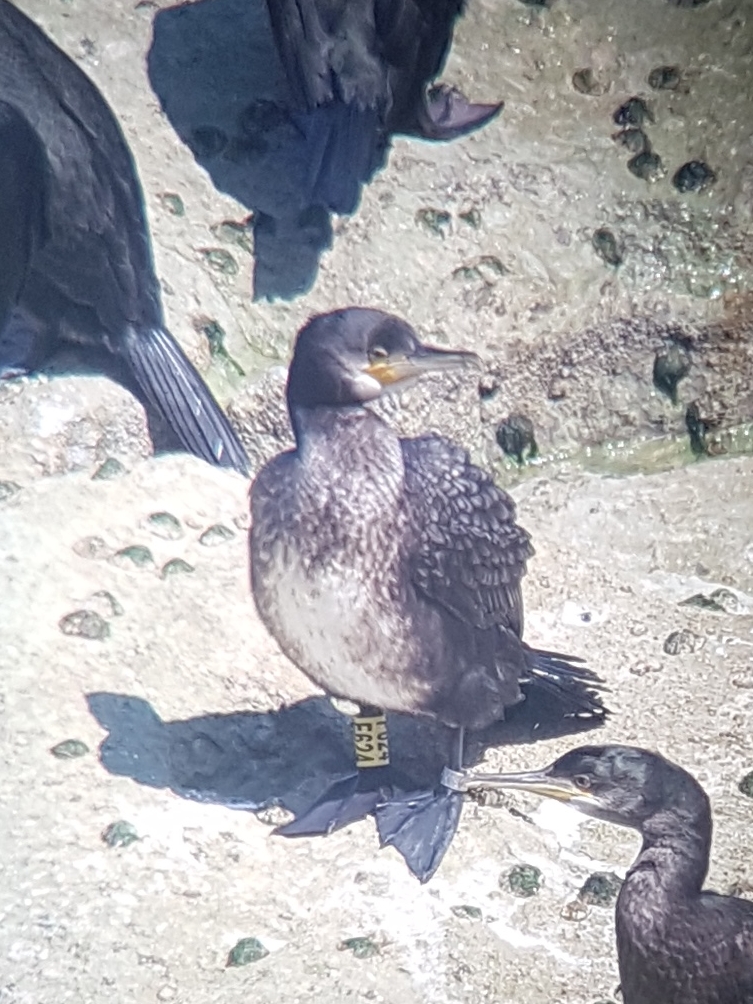 Just received the details of a colour ringed Cormorant at Flamborough last summer... turns out it was ringed two months prior at Wallnau nature reserve in northern Germany! Have recorded plenty of UK colour ringed Shag here but this was the first Cormorant, and its foreign too.