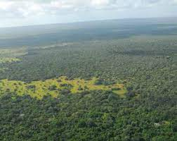 IntelAfrica's tweet photo. Kenya: Kenyan security forces have killed 15 suspected al-Shabaab militants in the Bodhei area of Boni Forest. https://t.co/PTpcfFz3fb