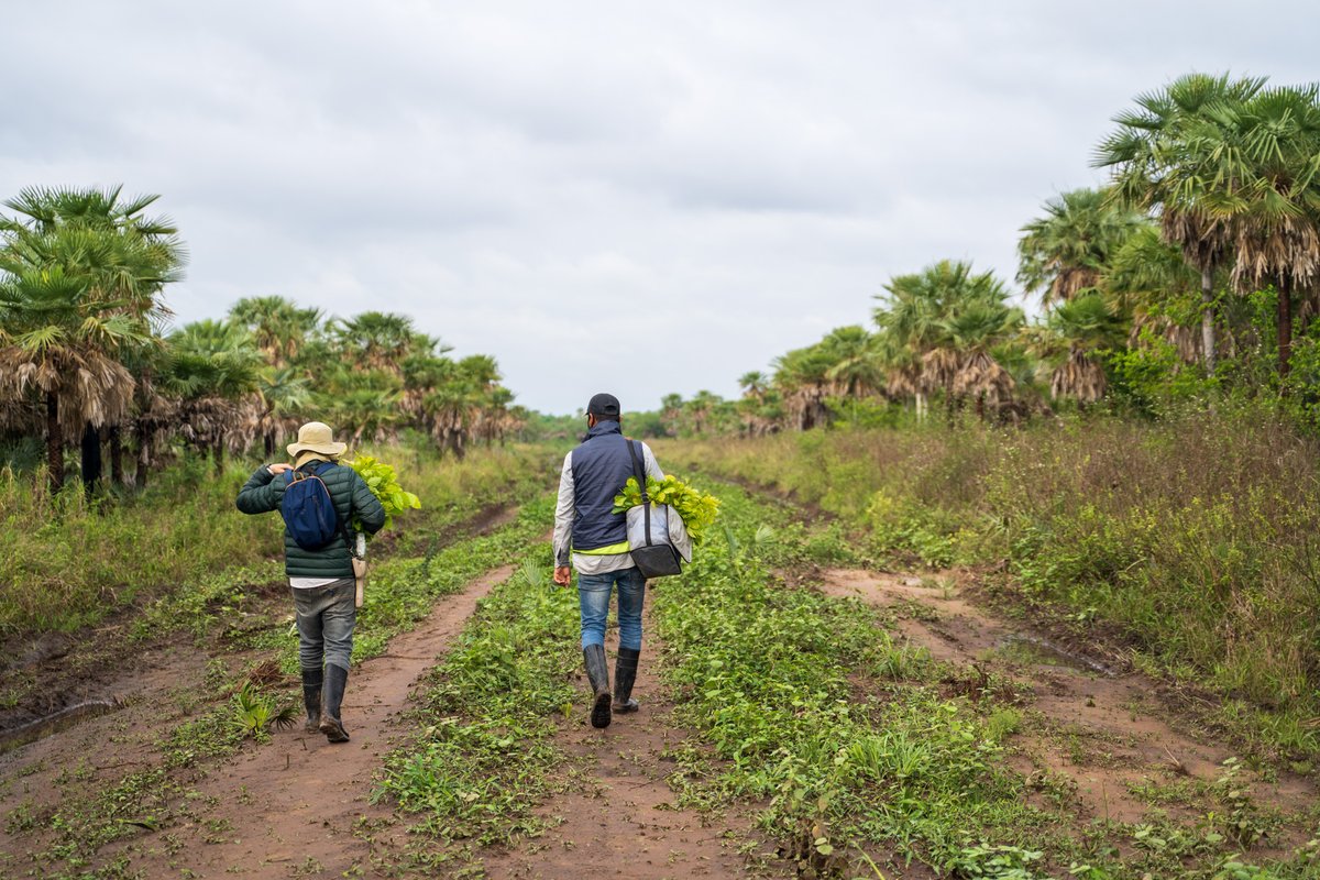 Deze week is onze jaarlijkse investering in ons eigen Vindicat Bos gedaan! Ieder nieuw lid doneert 5 euro aan Project <a href="/CorekeesThe/">The Corekees Foundation</a> waarvan 125 nieuwe bomen gepland zijn. Deze compenseren jaarlijks ruim 42.000 km met de auto! Zo dragen wij bij aan een schonere wereld 🌲🌲