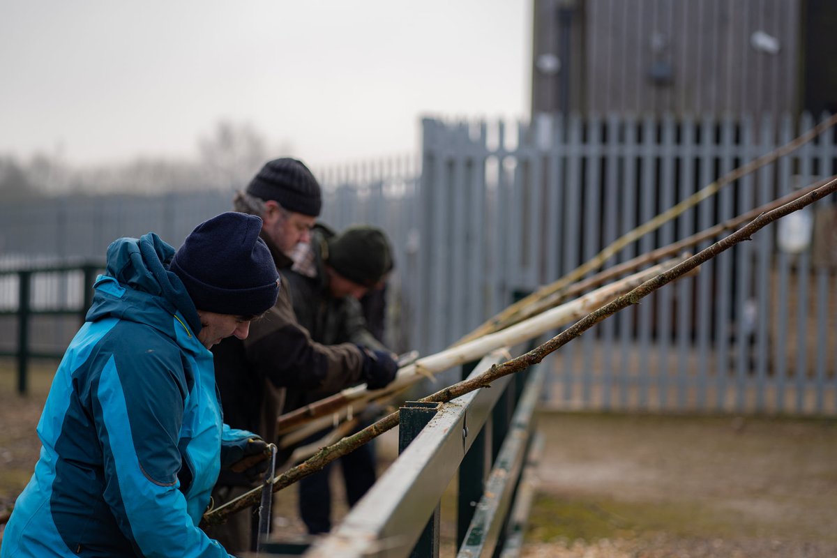 Work continues at the Neolithic House on Hatfield Moors. The community of builders have been preparing wood and reeds for the roof. Next time we'll be working on thatching the roof and wattle and daub for the walls. 
Want to get involved? We still have room for more volunteers