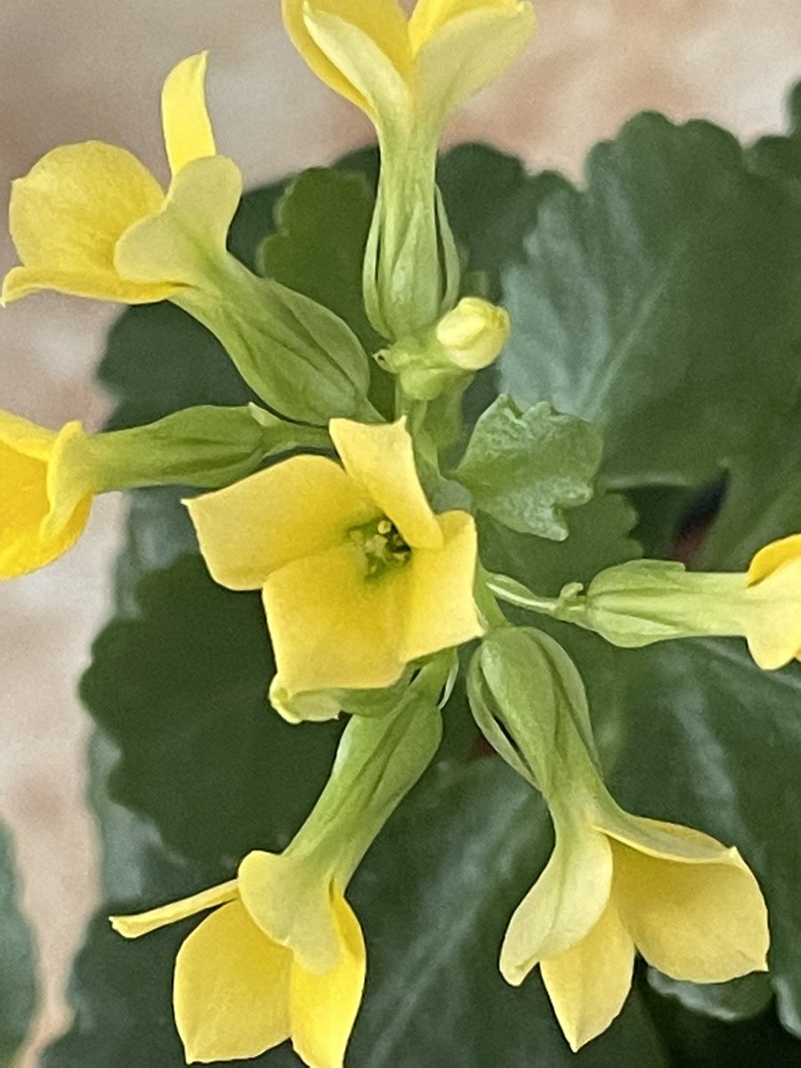 kuczynski_ewa's tweet photo. My next-door-neighbour gave me a lovely #Kalanchoe for #Easter last year. It has grown so much it had to be #repotted (by my sister as I definitely don’t have green fingers). I can’t believe it is #flowering again in the #winter. https://t.co/OxnG03g9iF