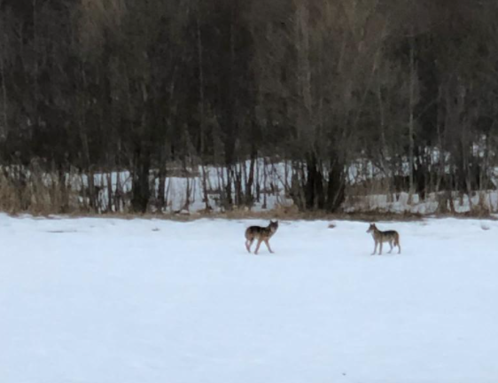 IlFriuli's tweet photo. 🐺#Timau, coppia di #lupi avvistata vicino alla scuola elementare https://t.co/u0p72kdDma https://t.co/lt7nVxJaiF