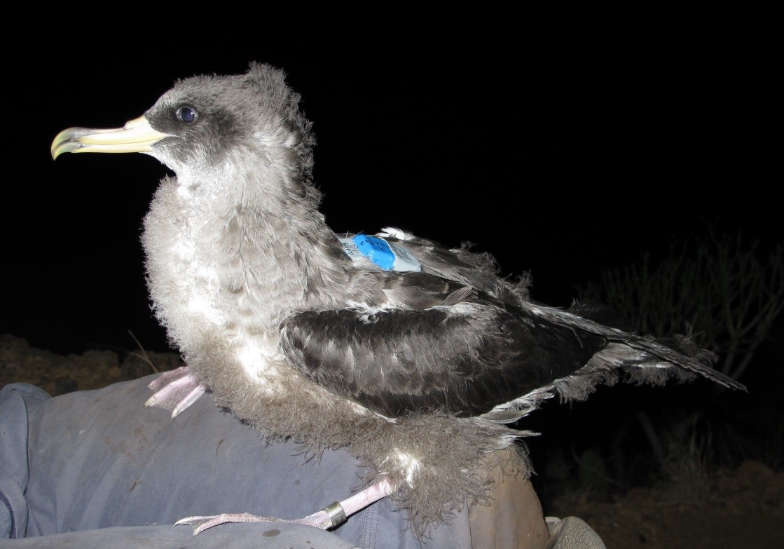ebdonana's tweet photo. Researchers track nocturnal flights to investigate seabird mortality induced by #lightpollution, an important threat to biodiversity conservation.
A pioneering study by @ebdonana, @UAM_Madrid, #GOHNIC, and @SEO_BirdLife
📰https://t.co/6rkzbjF0Cs
▶️ https://t.co/hBOEEp9brf https://t.co/S4Ey1LmEHw