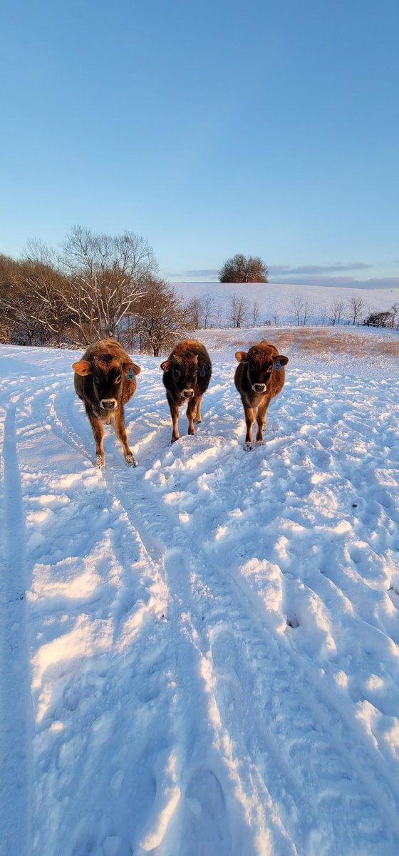 ShandaMSNRN's tweet photo. @WKYT walking the dogs.......
Reese, Snickers, and Hershey https://t.co/biX5onLluh
