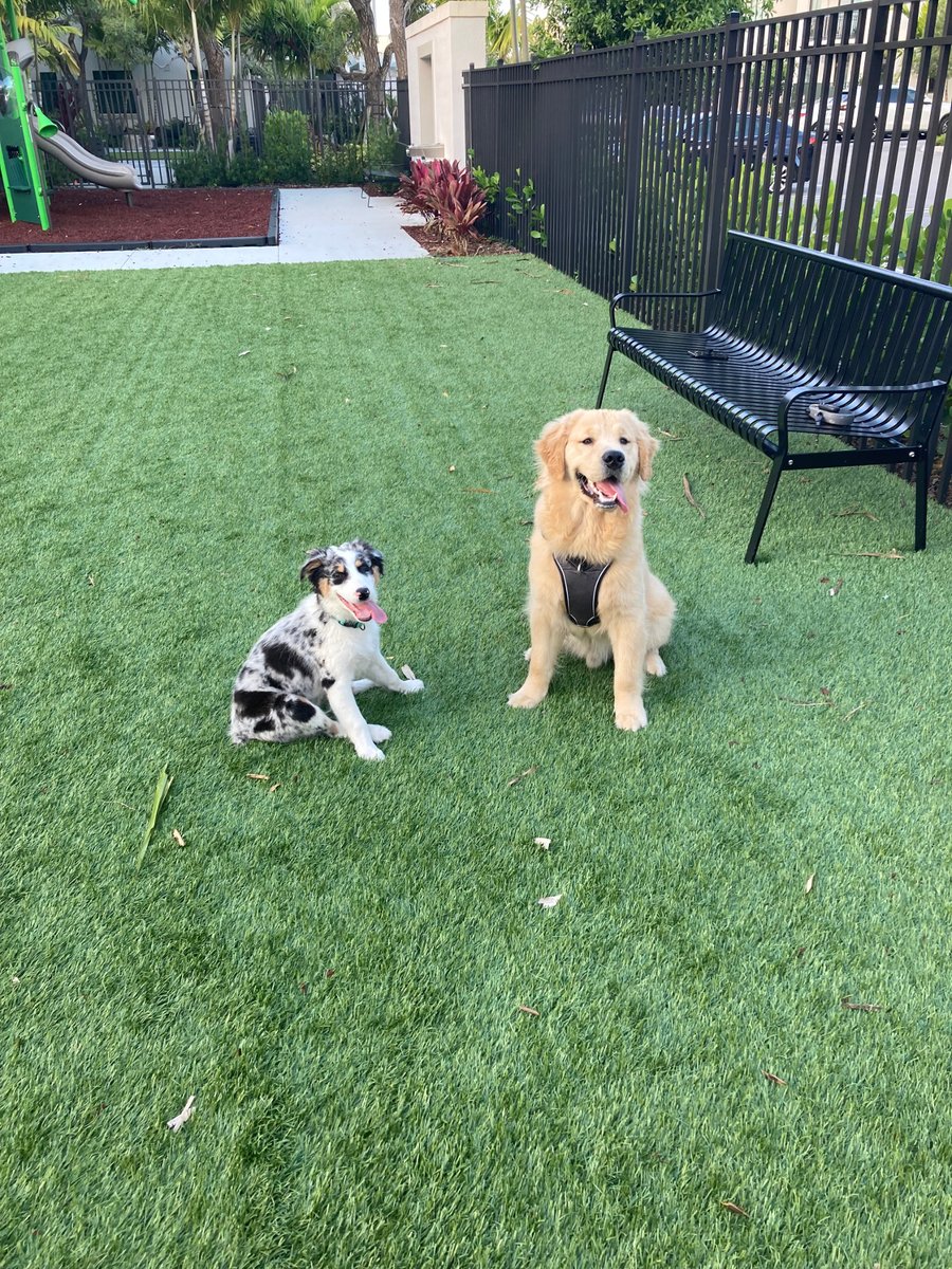 Two more happy residents enjoying themselves in our Bark Park! Say hi to Murphy &amp; Ripley!  
Visit our website at bit.ly/CasaMaraWestPa… or call 561-922-6517.
#casamara #apartments #westpalmbeach #petfriendly #LiveinLuxury #lpcse #youbelonghere #welovedogs #welovecats #welovepets