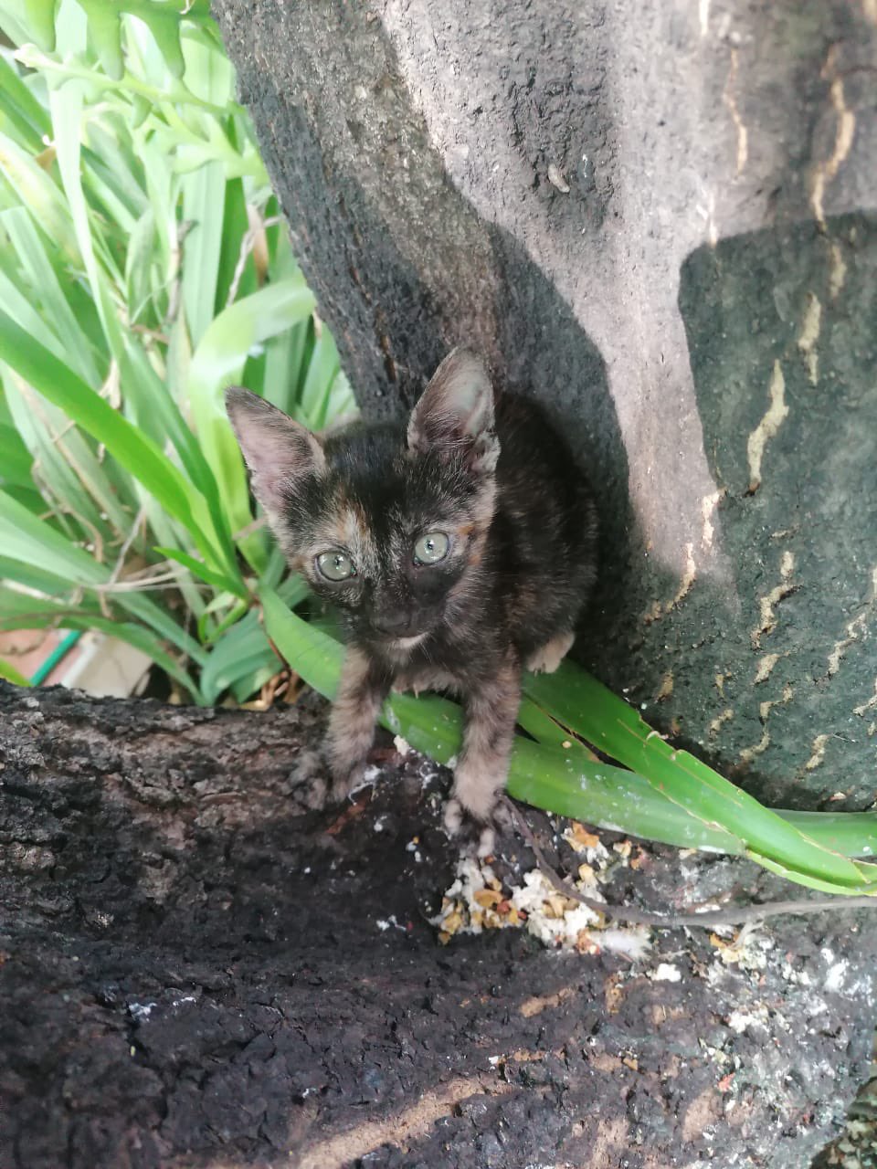 Mi Gato Gotea Agua Por La Boca Aníbal♪ (@anibalvega007) / Twitter