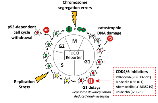 AdeSaurin's tweet photo. Our paper showing CDK4/6 inhibitors cause replication stress to induce cell cycle exit is out now. Lots of new data since the preprint, including evidence that this occurs in cancer lines. Potentially important implications for cancer treatment https://t.co/Lzushiiyam https://t.co/cs0VFFA3JG