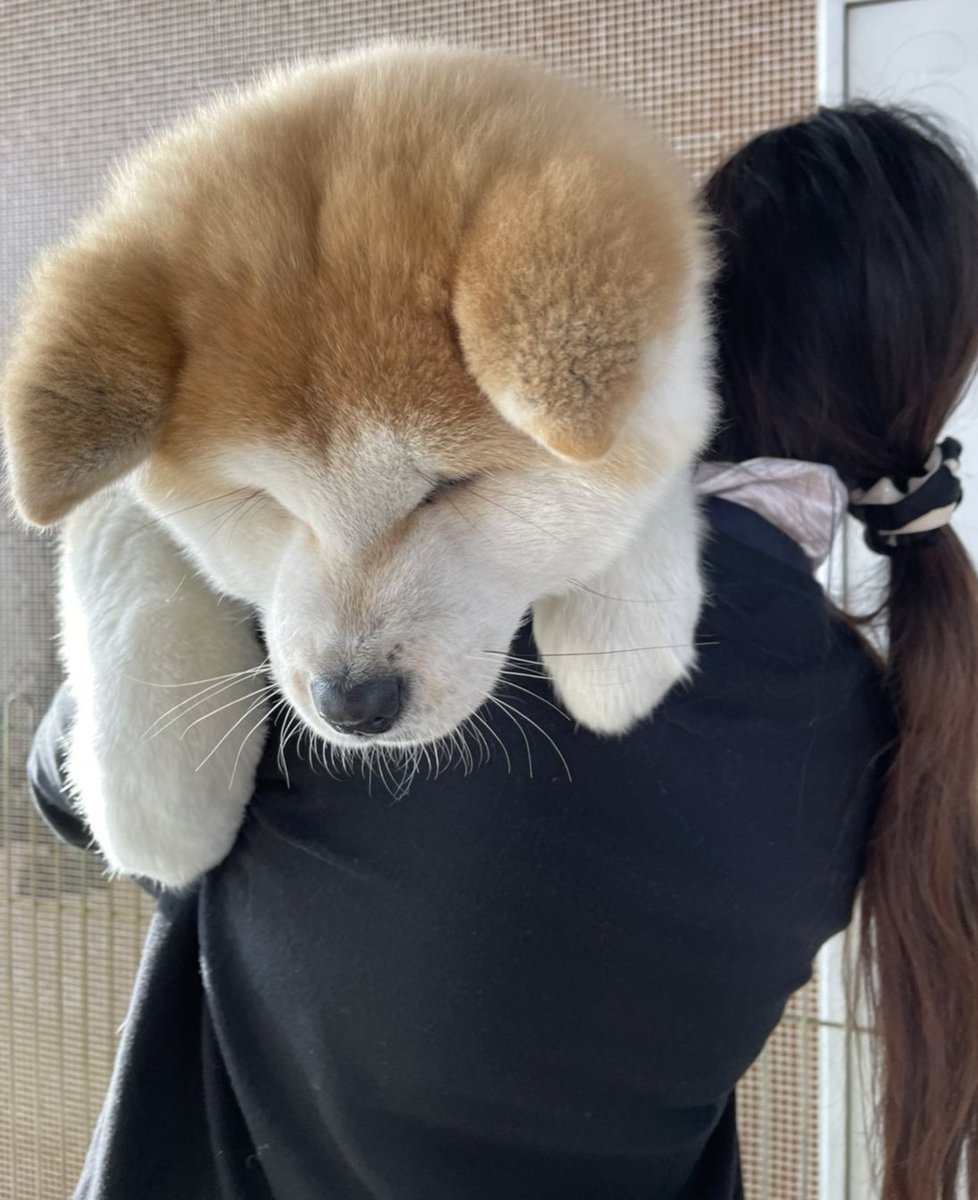 秋田犬 生後4ヶ月でこの大きさ 遠近法 大きさバグってません Togetter