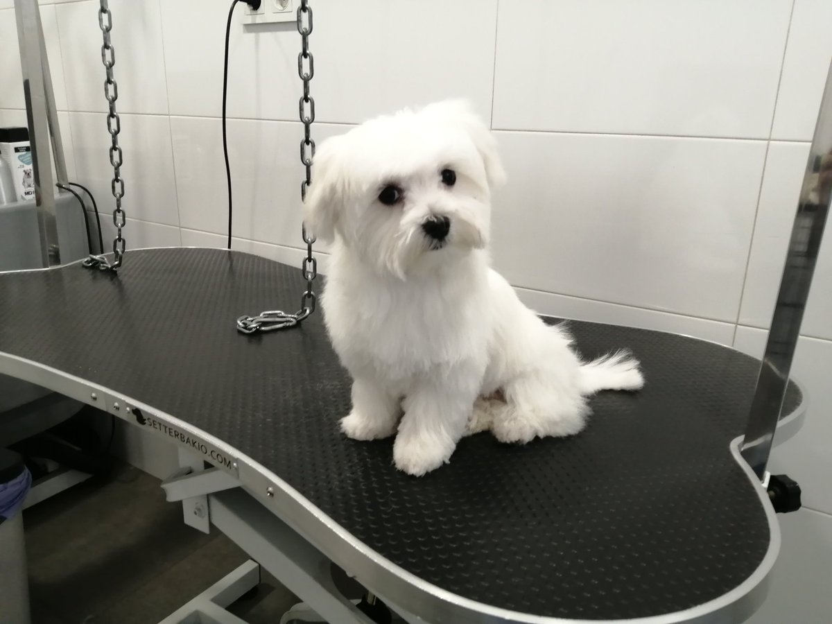 Nolcan1's tweet photo. Susi ha venido hoy a darse su primer baño.. https://t.co/775OeI7oWH