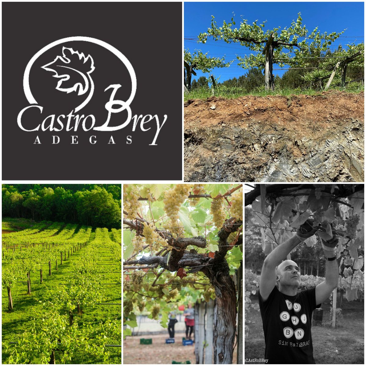 Desde Camanzo (lo más profundo de Rias Baixas) el arquitecto soñador lleva el vino de Adegas Castrobrey por el mundo
#artisanwineattraction #barcelonawineweek #barcelonawineweek2022 #bww2022 #bww #vino #vi #vin #wein #wine #winelover #winetasting #winetime #winelovers #winery