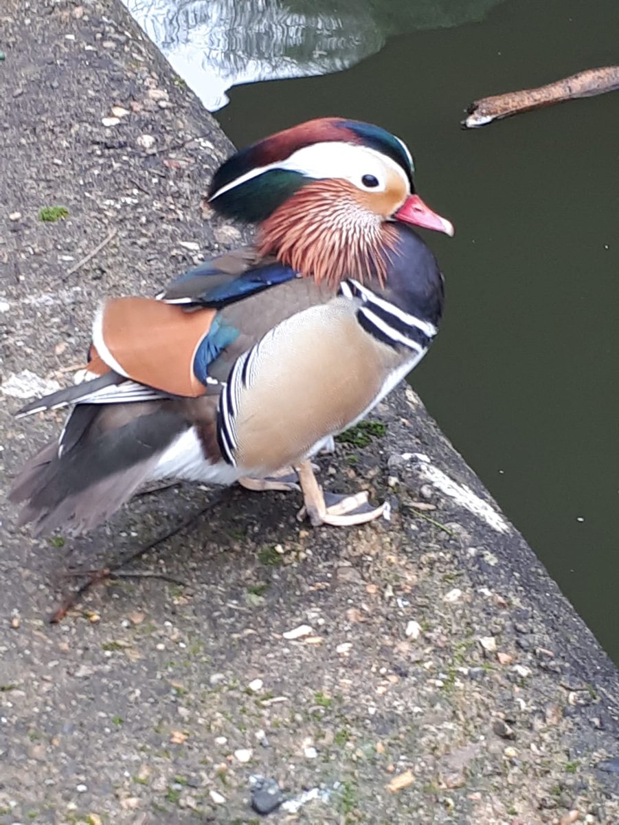 WMPRuralMatters's tweet photo. SW rural and Business PC out on a morning patrol of Worcester canals, came across this handsome chap.
#Manderin
@CCPippaMills @WestMerciaPCC https://t.co/pmfiRmpf5e