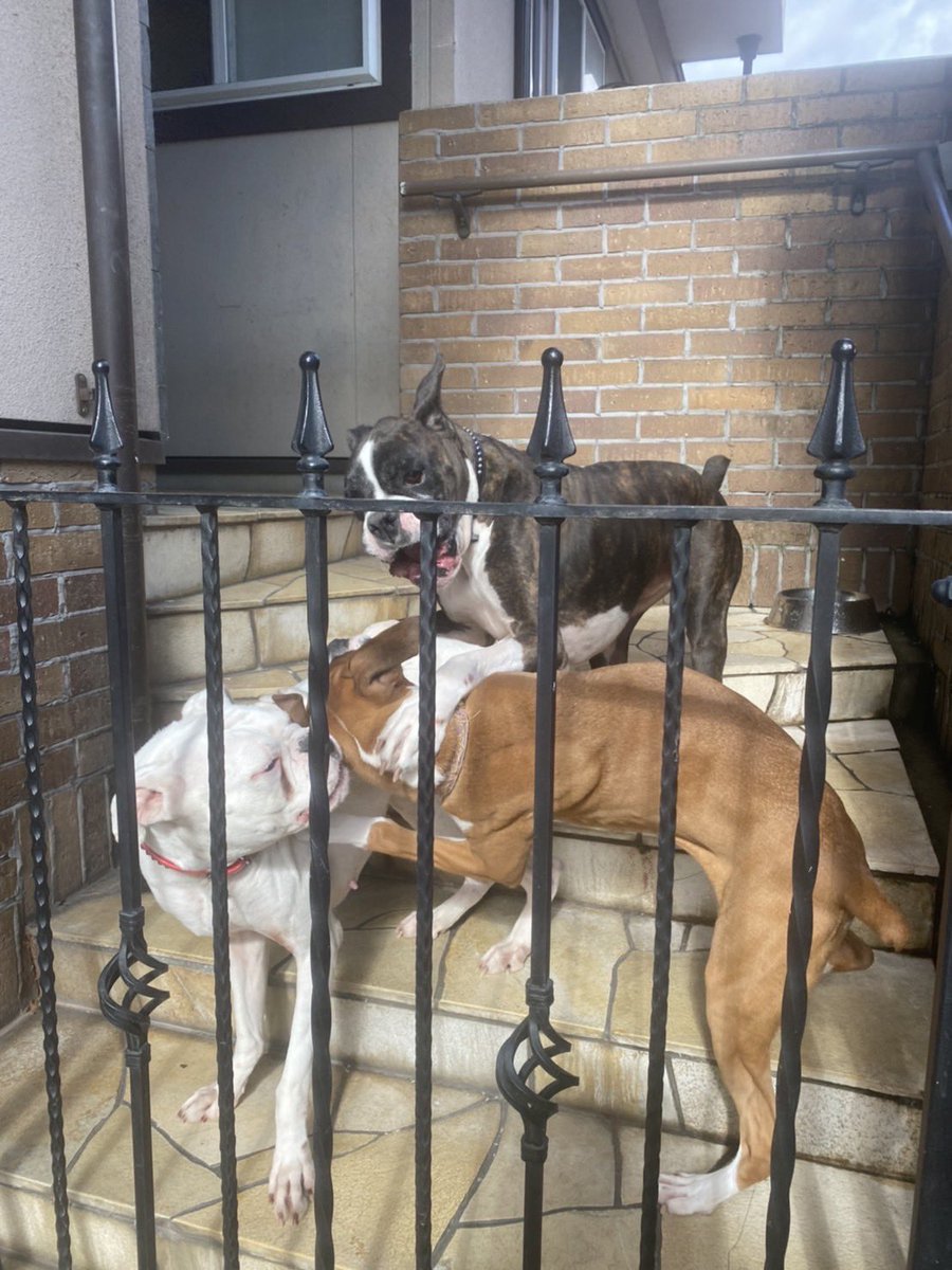 みんな必死に遊んでて可愛い😍
＃ボクサー犬