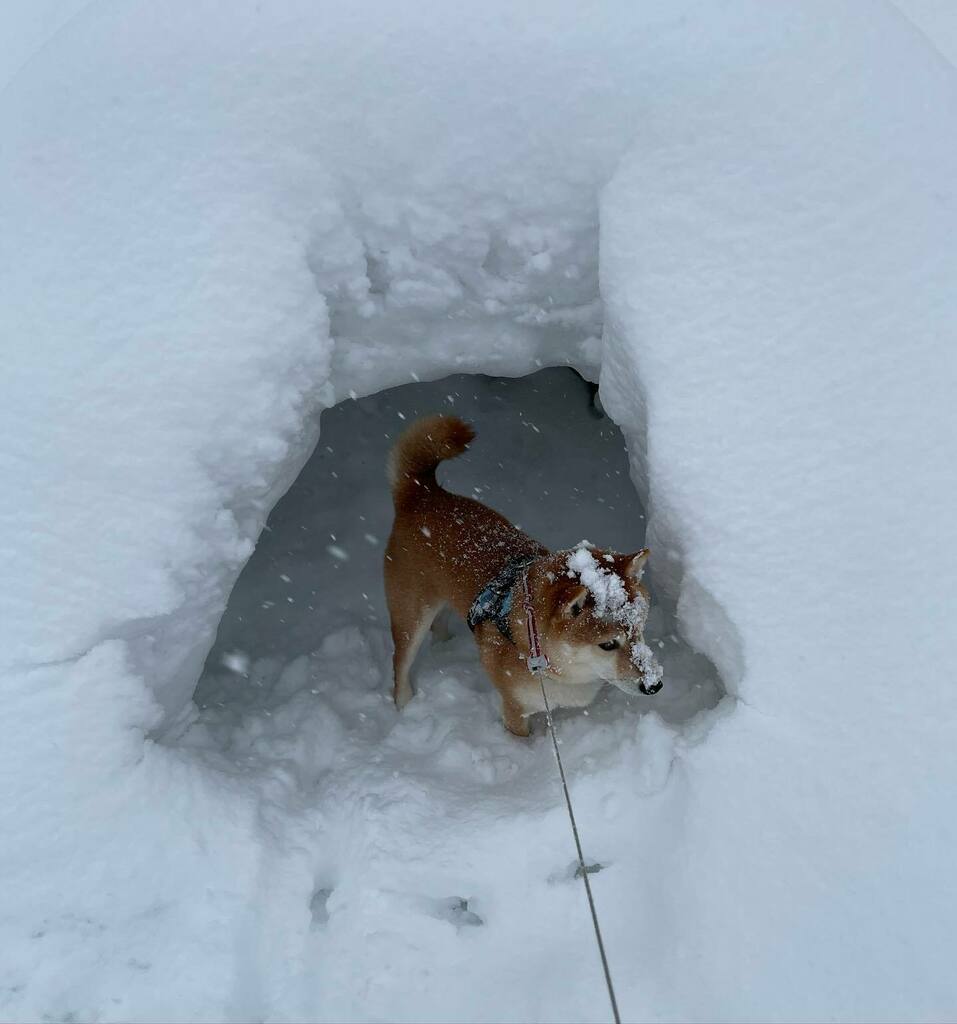 marucco4's tweet photo. 大雪の中の散歩🐕
友達来ないかな〜と雪宿りの店長でした😂

#柴犬 #うちの店長 #shibainu #かまくら #大雪 https://t.co/oqk3gaFB93 https://t.co/KkG9wvQhAT