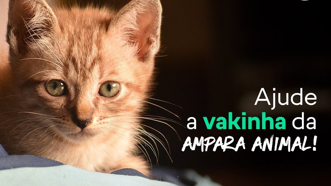 Instituto Ampara Animal tweet media