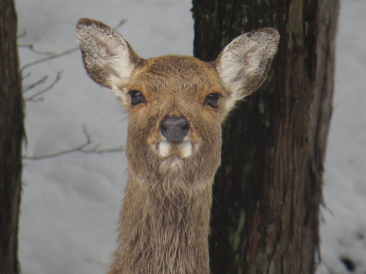 Ar_ta6's tweet photo. 僕がカメラ向けるとカメラ目線になる鹿達を見てほしい🦌 https://t.co/jgARazPS2c