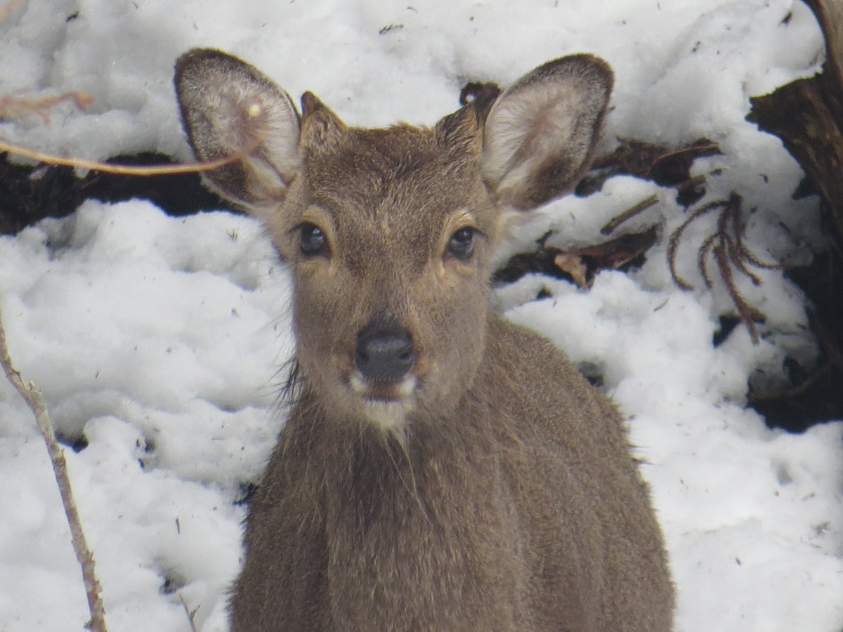 Ar_ta6's tweet photo. 僕がカメラ向けるとカメラ目線になる鹿達を見てほしい🦌 https://t.co/jgARazPS2c