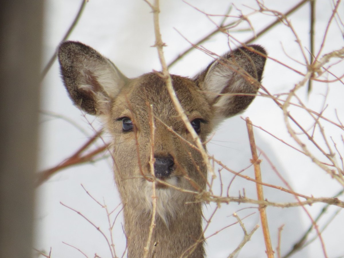Ar_ta6's tweet photo. 僕がカメラ向けるとカメラ目線になる鹿達を見てほしい🦌 https://t.co/jgARazPS2c