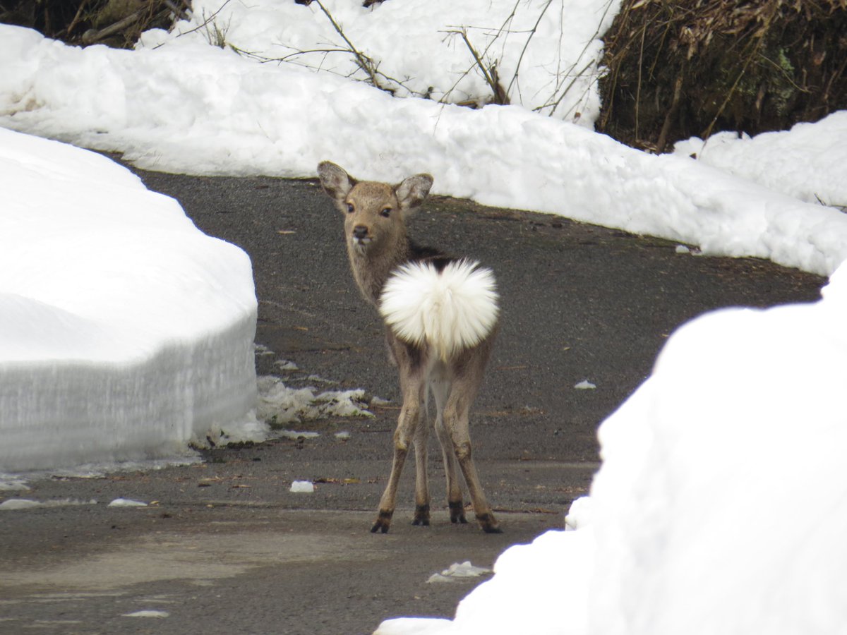 Ar_ta6's tweet photo. 僕がカメラ向けるとカメラ目線になる鹿達を見てほしい🦌 https://t.co/jgARazPS2c