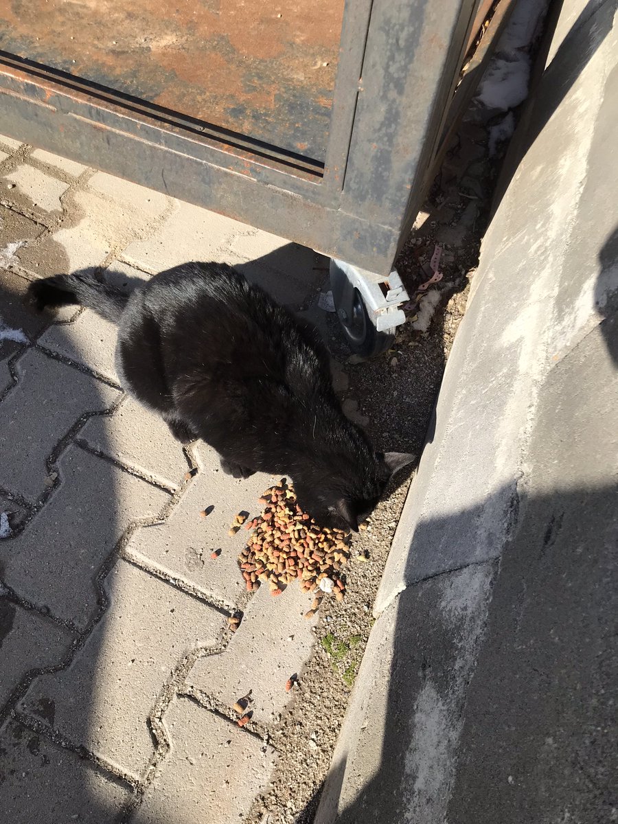 Dobbyningobusu's tweet photo. Birz da krdşlerm yesn https://t.co/jkaYOhgTwM