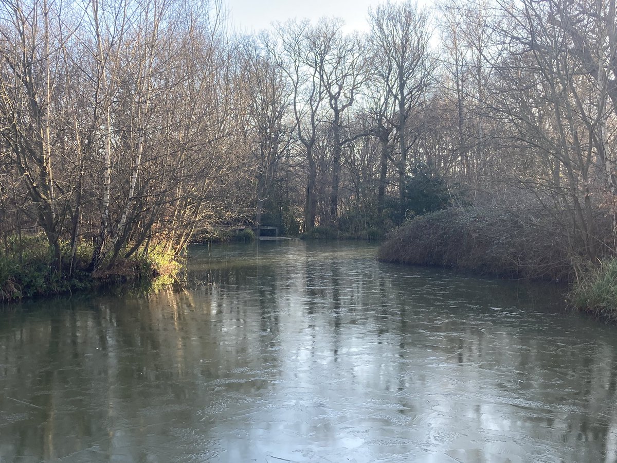 Frosty morning in the woods today