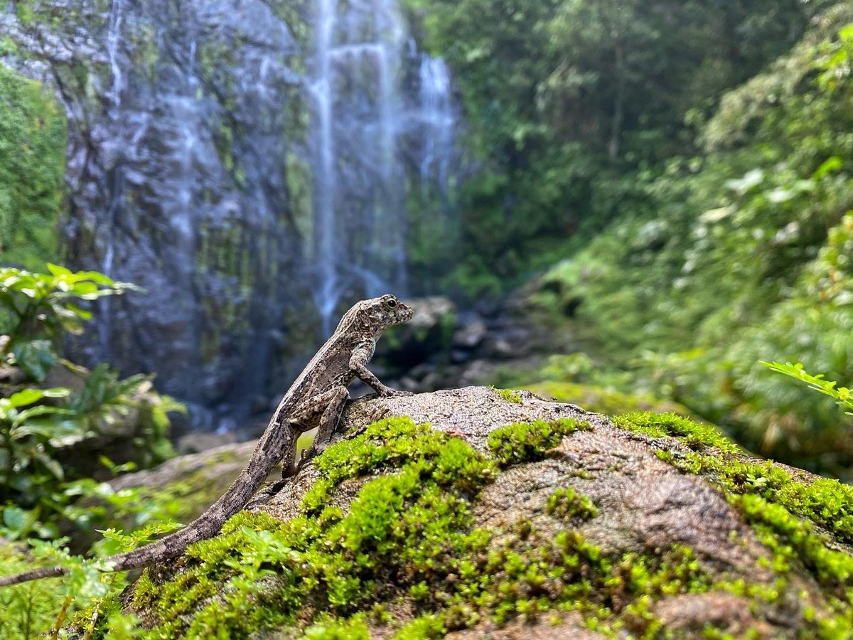 SERPIENTESENPR's tweet photo. El género de los Anolis es el único representante de la familia Dactyloidae en Puerto Rico.
 
En la imagen, Anolis cristatellus (lagartijo crestado), una de las 13 especies pertenecientes a este género que habita en Puerto Rico .

#PSPR #ProyectoSerpientesenPuertoRico https://t.co/EAQHAH0jqs