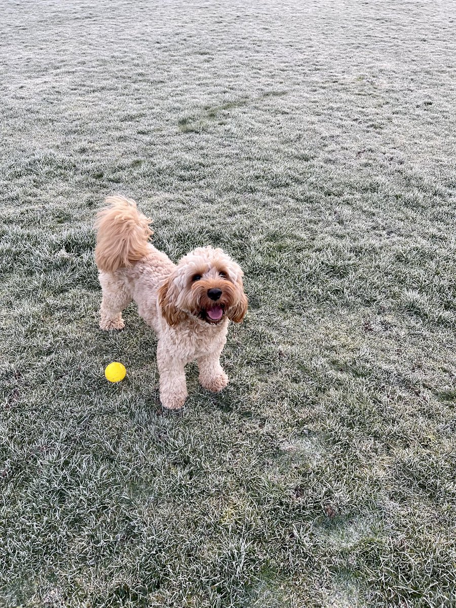 #techtimeout today comes from our lovely Amy…. Walking with her “son” (honestly, they are her words 😂) he is a cutie 😍

What are you guys up to as part of <a href="/techtime_out/">techtimeout</a>