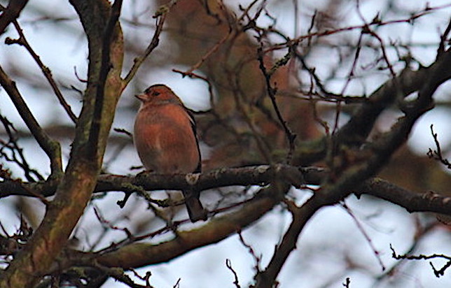 I spotted some chaffinches in the rose garden a couple of weeks ago and have been trying to capture photographic evidence in the last few days. Today, I was was lucky in the Wildlife Area #QueensParkGardens