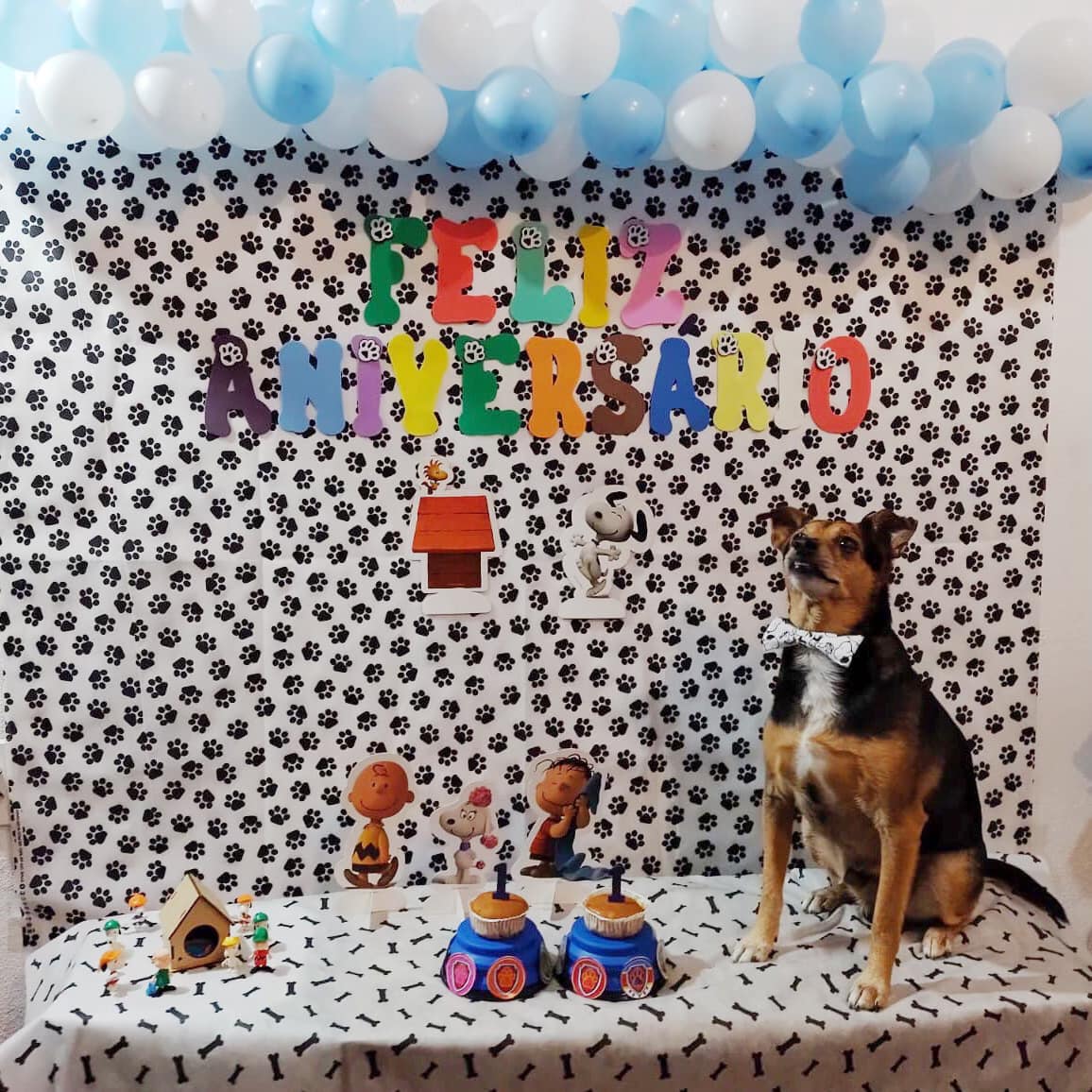 CatioroReflexiv's tweet photo. Esse é o Tobby, e ontem foi seu aniversário de 11 anos 🥰 não é exatamente o dia em que ele nasceu, mas comemoramos pois foi o dia que ele foi adotado por mim e minha família ❤️
E teve direito a festinha com decoração e tudo 🥳🎈🎉

crédito IG: @caozinhotobby https://t.co/dHaNtdJ6I3