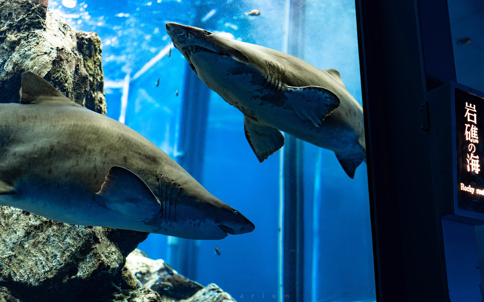東海大学海洋科学博物館は？博物館と言う名の水族館！