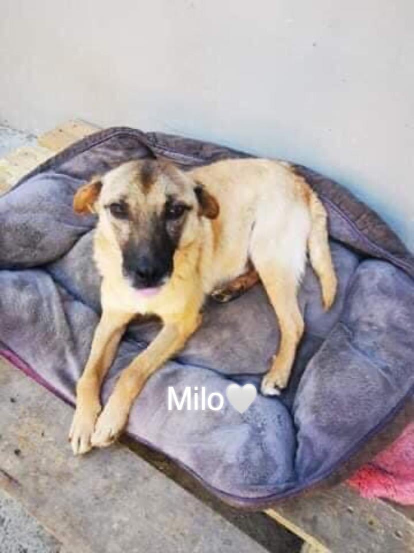 CharlieBrinkle2's tweet photo. Please can you offer Milo an URGENT foster home or even better his forever home. He is the only one without an offer &amp; the bus leaves in a few days. 🤞🏻🙏🐶❤️ Pls contact @SCGR_Rescue ASAP if you can help https://t.co/FTaeZARG34