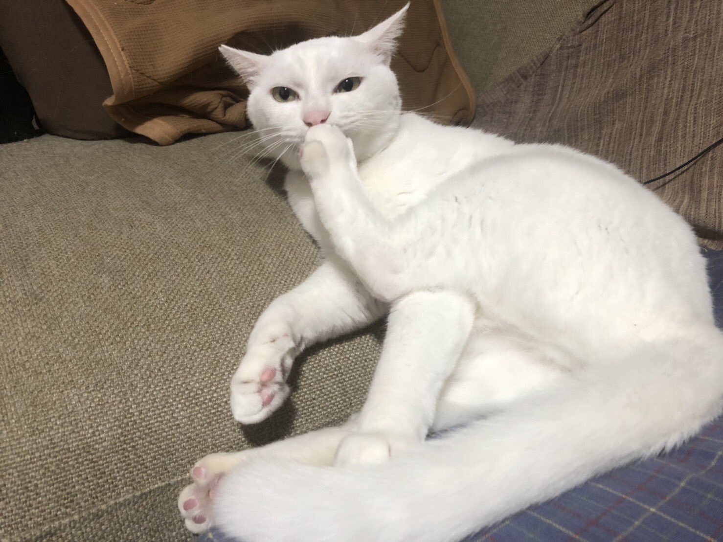 おもしろ動物 Twitter Search Twitter