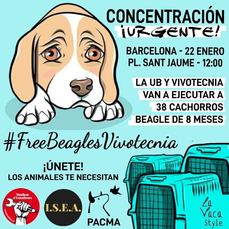 🟠CONCENTRACIÓ PER A SALVAR ELS BEAGLES DE VIVOTÈCNIA

Comparteix per impedir la seva mort.

📅Dissabte 22 22
📍Plaça Sant Jaume (Barcelona)
⏰12:00

* Gràcies pel diseny <a href="/lavacastyle/">La Vaca Style</a>
 
Convoca: PACMA
S'afegeixen <a href="/SindicaEstudian/">Sindicato de Estudiantes 🇵🇸</a>  e ISEA #RescateVivotecnia
