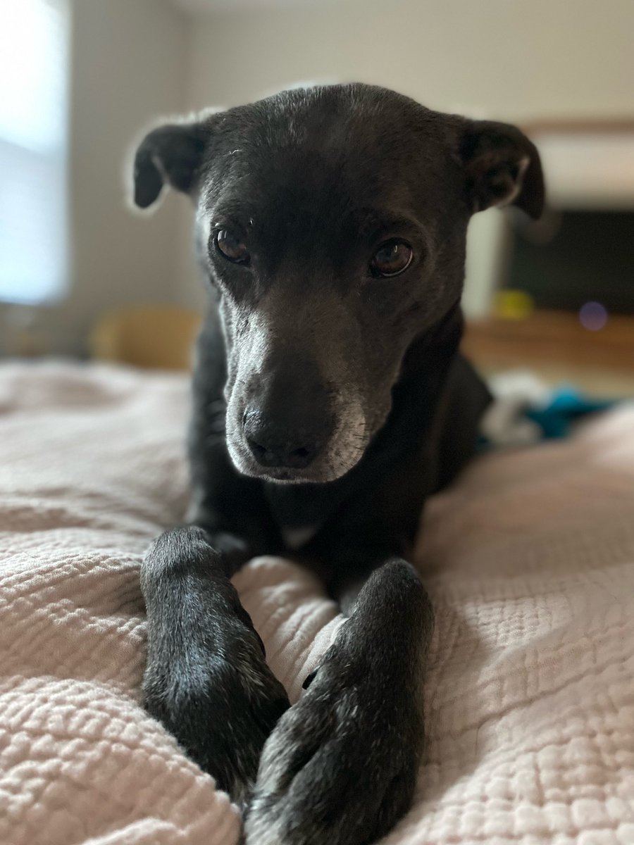 PMurray17's tweet photo. @parachutehome thank you for giving Mia a comfy place #miapup https://t.co/qY3AIz8uZH