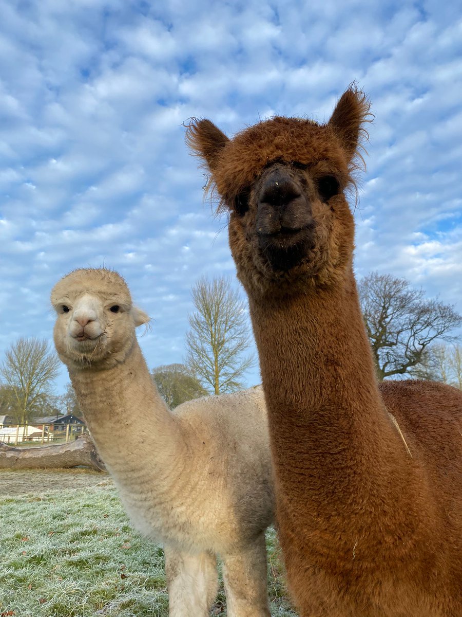 Good morning from the Alpaca crew #alpacas #warwickshire #farmpark