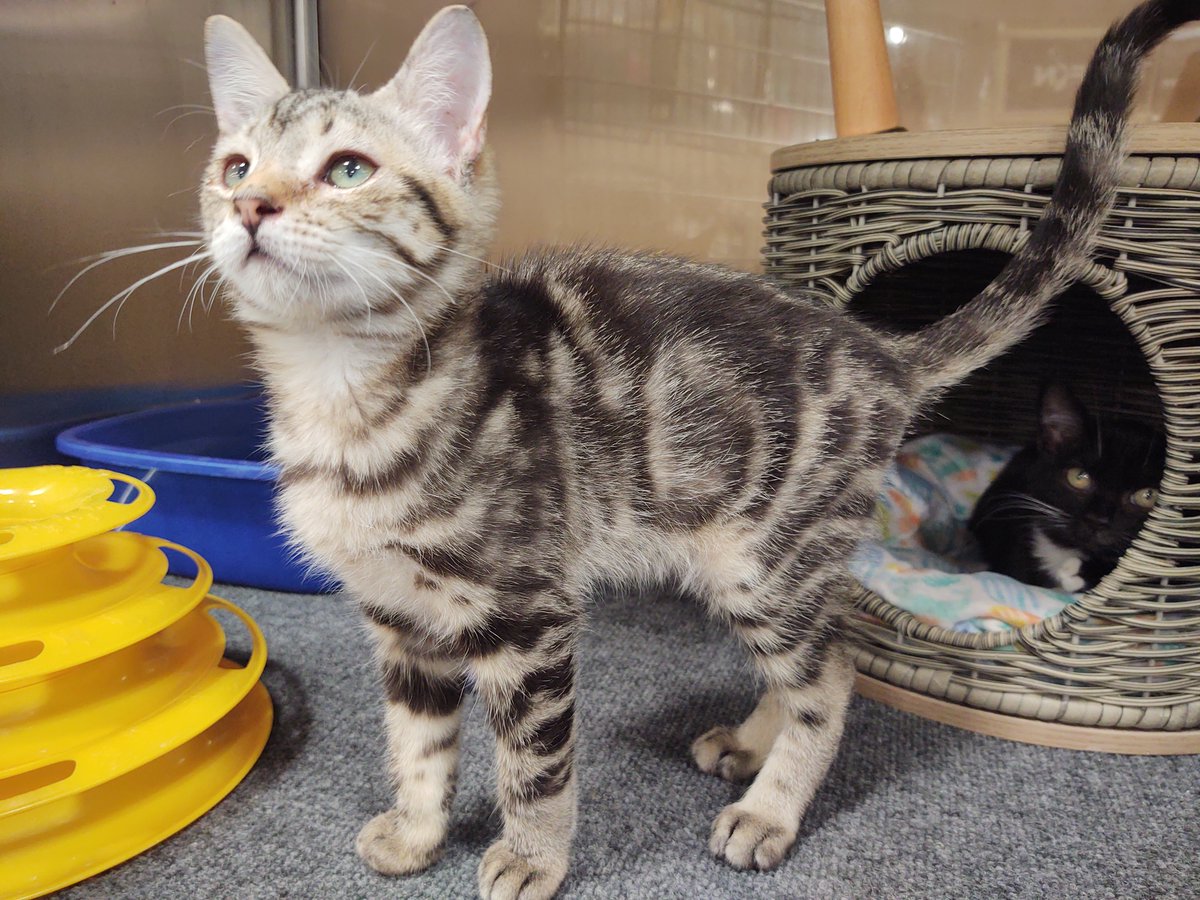 Adventure, a Domestic Shorthair in FL, needs a home now! See him on Adopt-a-Pet.com adoptapet.com/pet/33646554-b…