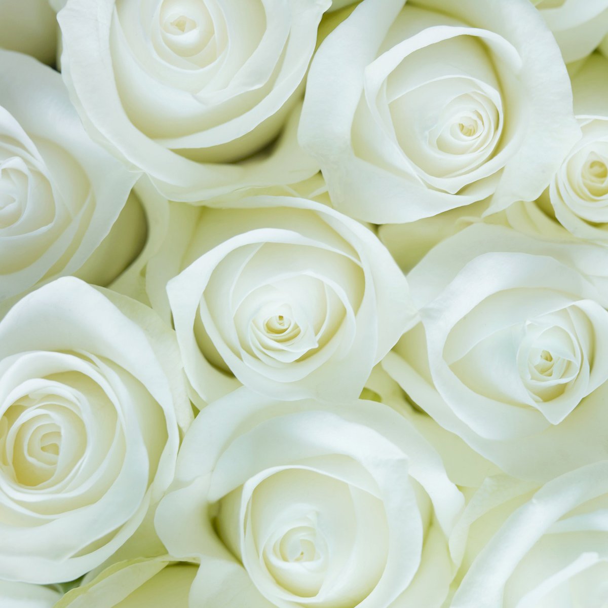 We geven u graag de mogelijkheid om een witte roos te laten leggen voor de slachtoffers van de ramp. Uw bloem wordt op 1 februari neergelegd bij het watersnoodmonument van Gust Romijn. Een waardevol gebaar tijdens de herdenking. Reserveren kan tot 28/1: watersnoodmuseum.nl/product/witte-…