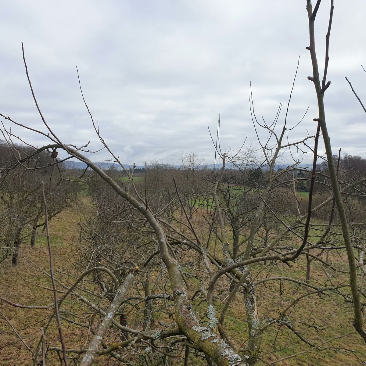 Streuobstwiesen pflegen.