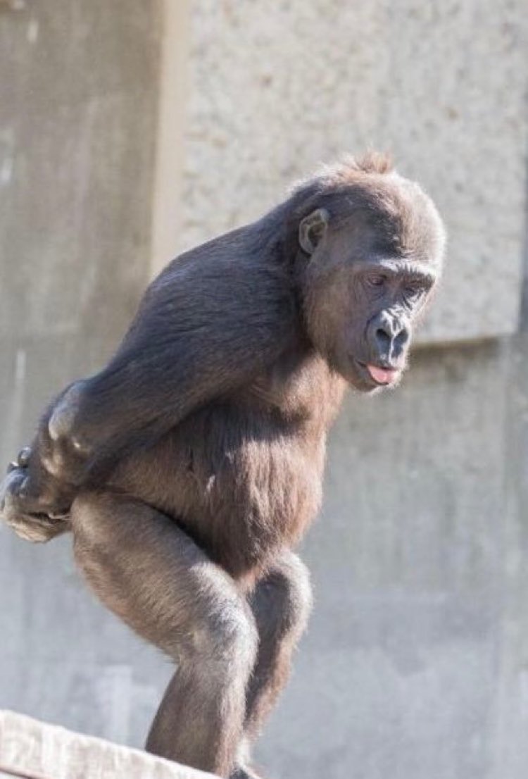 シズオカAB635@元気ハツラツ!昭和男 tweet media