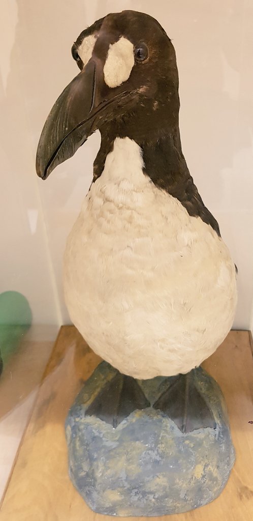 Geniates's tweet image. Probably the most precious specimen under my care in the zoological collection of Schloss Friedenstein Gotha: Pinguinus impennis #GreatAuk #extinction