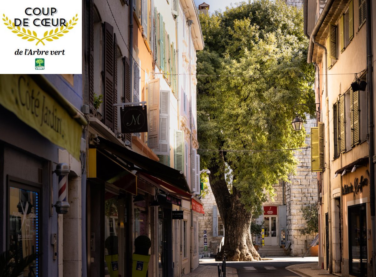 Chaque année, le concours de l'<a href="/arbredelannee/">Arbre de l'Année</a> met en valeur le patrimoine naturel français. Lors de la dernière édition, le majestueux frêne de #Vence a reçu le prix coup de cœur 💚 de <a href="/L_Arbre_Vert/">L'Arbre Vert</a> !

📸 <a href="/arbredelannee/">Arbre de l'Année</a> 

#ExploreNiceCotedAzur