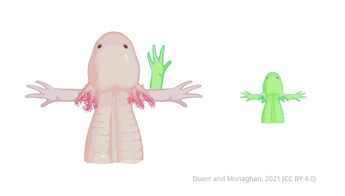 Regrowing new body parts requires neural input to restore appropriately sized limbs in salamanders. elifesciences.org/articles/75629…