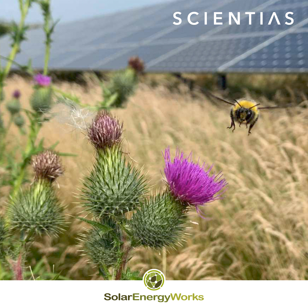 works_solar's tweet photo. Hommels dragen door bestuiving bij aan biodiversiteit en daarmee aan een beter ecologisch evenwicht. 🌼 

Meer weten over hoe @works_solar haar zonneparken inricht voor het bevorderen van biodiversiteit: https://t.co/pxuV6SoKjI 🔗

#hommels #bijen #bestuivers #biodiversiteit https://t.co/8TLveA8QDd