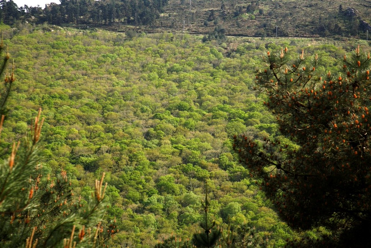 TurismoTrabada's tweet photo. Outro bo exemplo para mostrar ás claras que Trabada é sinónimo de natureza e verde 🌿🌳🌲🥾

Esta imaxe que nos ofrece outra perspectiva da Fraga da Becerreira.

#Trabada #CamiñoNatural #AMariñaLucense https://t.co/TEQMtn5xeA
