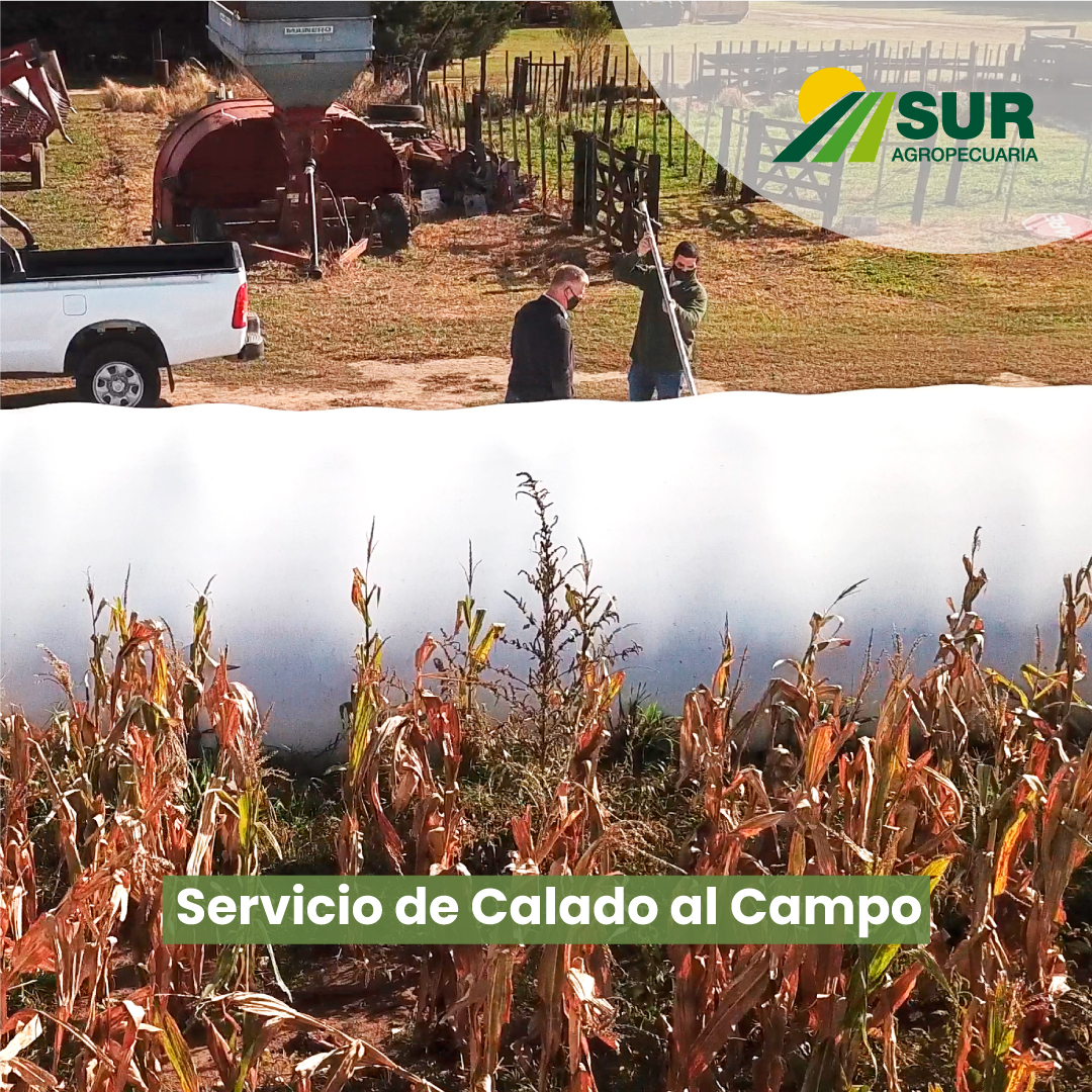 SurAgropecuaria's tweet photo. En #SurAgropecuaria🌾 ofrecemos el servicio de calado y muestreo de granos almacenados en el 📍campo.

✉️recepcion@suragropecuaria.com.ar 
📞(2983) 426660

#suragropecuaria #productoragropecuario #agro #cereales #productor #logística #campoargentino🇦🇷 #administración #calado https://t.co/k6WjMqvbje