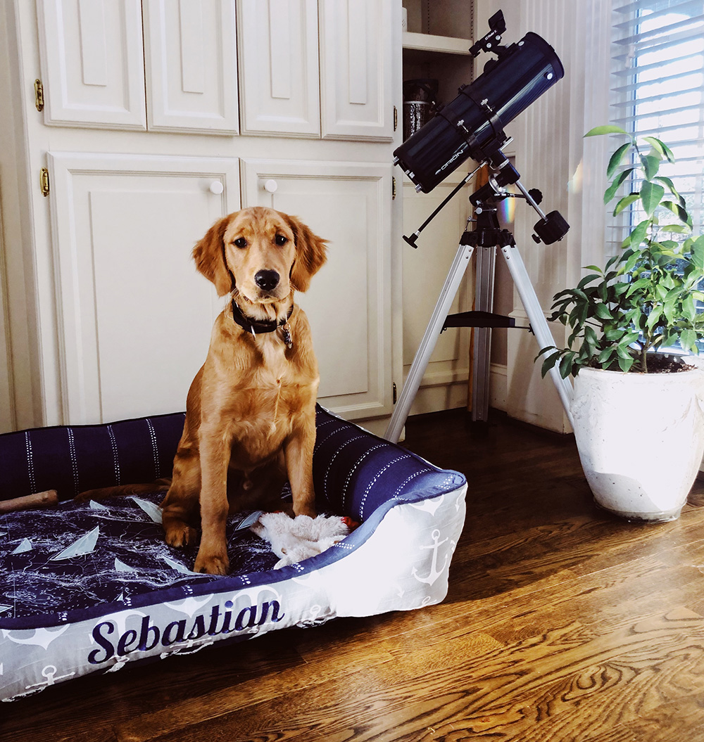 adore custom pet beds