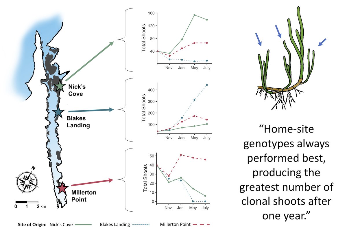 Katie DuBois (@katiedu_ecology) on Twitter photo Check out our research on local adaptation in eelgrass just accepted to <a href="/GlobalChangeBio/">Global Change Biology</a>! Completed thanks to amazing co-authors: <a href="/PollardKenzie/">Kenzie Pollard, M.Sc.</a>, Brian Kauffman, Susan Williams (#RememberingSusan), and Jay Stachowicz, and 20+ volunteers <a href="/bodegamarinelab/">UC Davis Bodega Marine Laboratory</a>
doi.org/10.1111/gcb.16… Check out our research on local adaptation in eelgrass just accepted to <a href="/GlobalChangeBio/">Global Change Biology</a>! Completed thanks to amazing co-authors: <a href="/PollardKenzie/">Kenzie Pollard, M.Sc.</a>, Brian Kauffman, Susan Williams (#RememberingSusan), and Jay Stachowicz, and 20+ volunteers <a href="/bodegamarinelab/">UC Davis Bodega Marine Laboratory</a>
doi.org/10.1111/gcb.16…